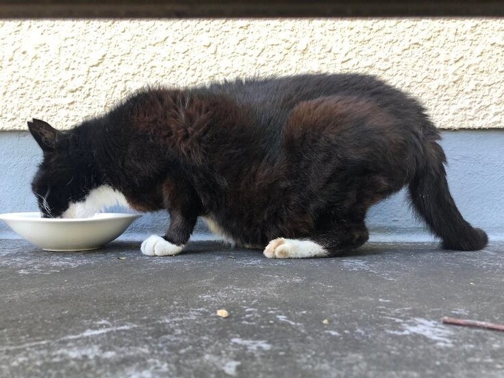 「国立競技場近くに肛門から回虫が出ている猫がいる」と相談が寄せられて保護した（東京都人と動物のきずな福祉協会提供）