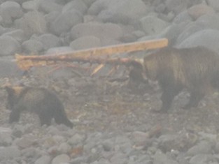 海と山のつながり感じたヒグマウォッチングのクルーズ