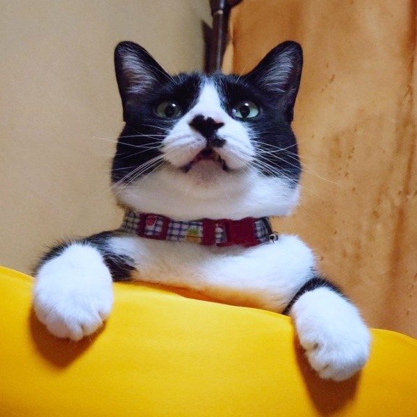 立派に成長した篤くん（画像提供：Atsusi_Miharuさん）