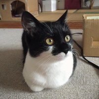 きれいな香箱座り、お人形みたい