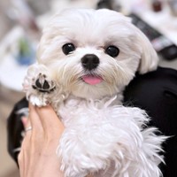 「はーい！」 前足をあげたショットが愛らしいまるくん（画像提供：全部犬のせいさん）