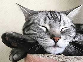 あんよにあごを乗せて気持ちよさそう　アメショーの「めい」　　