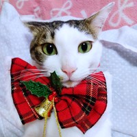 大きなリボンがキュートなあずきくん（画像提供：バニラさん）