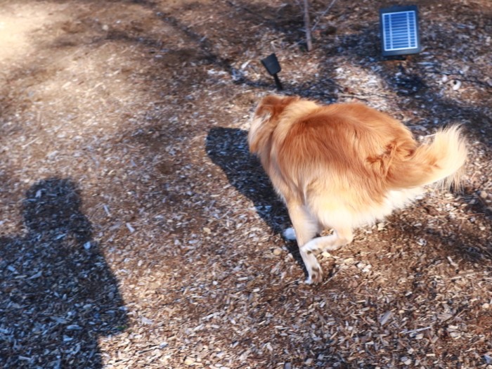 全力疾走する丸い福助