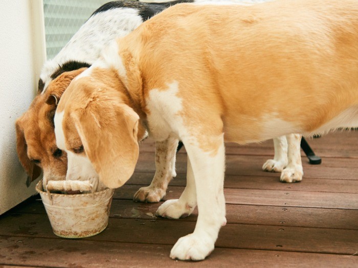 大はしゃぎのあとのお水休憩。
