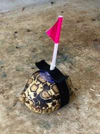 いったいカメに何が起こっているのか…（古荘智彬さん提供）
