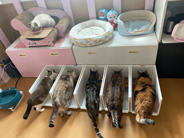 そろってご飯を食べる（左上）りぶさん（左下から右へ）りぶさん、つくねさん、かるびさん、はらみさん、もつさん（画像提供：べじたりあん。）