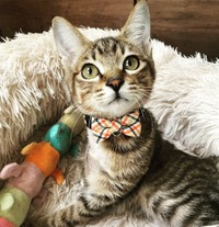 前歯が永久歯に生え変わったよ＝親兵衛（しんべえ）さん（@shin_bei22）提供