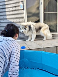 プール嫌だ…腰が引けてしまったフブキくん（画像提供：アラスカンマラミュート フブキさん）