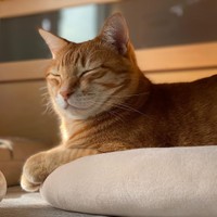 瞑想にふける？