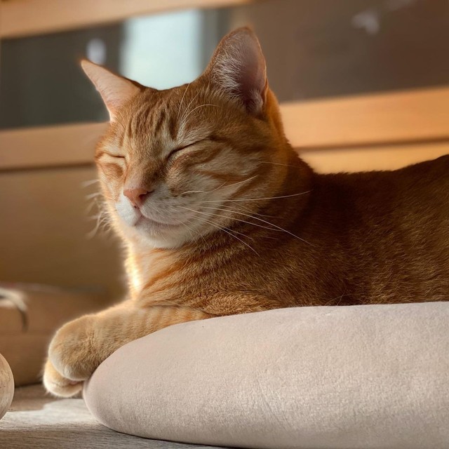 瞑想にふける？