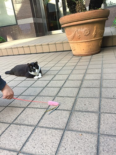 「猫じゃらしが大好き」（宏美さん提供）
