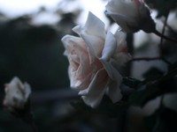 いい女でいるなんてどうでもいい、世界で一番好きと伝えればよかった