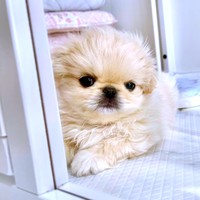 ハウスのドアによりかかって飼い主さんを見つめるわた坊くん（画像提供：ペキニーズのわた坊さん）