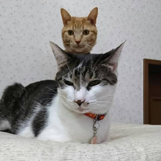 小判ちゃんがニョキッと出ています