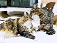 ルッちゃんの毛づくろいをするワンダーくん（画像提供：キャットアパートメントコーヒーさん）