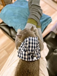 首から胸部分を布で支えるベストタイプのハーネスを購入（カイヌシさん提供）