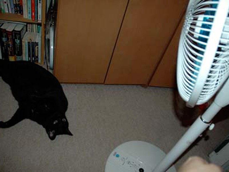 扇風機の前で“涼みへそ天”するイヌオ。まさに体温調節をしている感じ