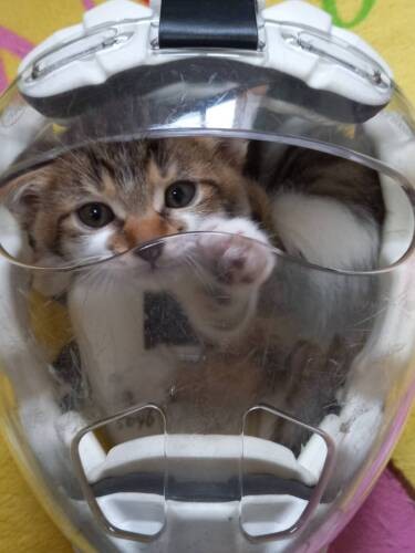 ささみちゃん、どこに入ってるの？（成田さん提供）