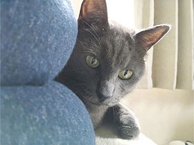 バチッと目があって１年後、家族になったよ　野良猫の「ぐり」