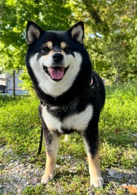 いつもニコニコ笑顔を見せてくれるこつめちゃん（提供：🐕ぽちゃこつ7.18🐕さん）