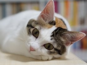 上京して憧れの一人暮らし　３匹の猫との生活を満喫