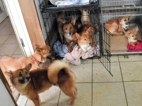 犬60匹放棄、飼い主は行方不明　５年前は２匹だったが