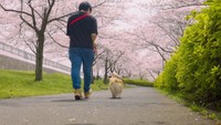 桜の季節をお散歩中のつむぎちゃん、視線はやっぱり飼い主さんに（画像提供：コーギーつむぎさん）
