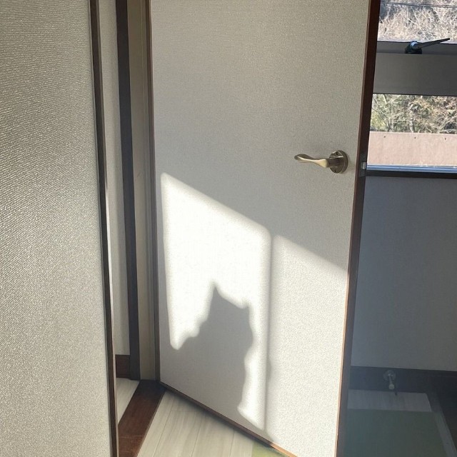 影法師も可愛らしい（画像提供：柴犬ふう太さん）