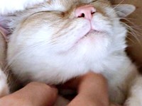 2019年2月18日、お迎え翌日のひなたちゃん（画像提供：hinataさん）