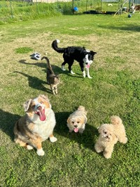 格安で借りる変わりに土地をきれいに維持している／犬猫大家族in福岡さん（@amkclo6）提供