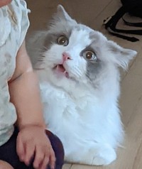 赤ちゃんが突然横に座り込んで驚く猫の写真がtwitter上で話題になった（提供写真）