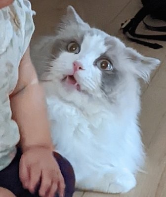 赤ちゃんが突然横に座り込んで驚く猫の写真がtwitter上で話題になった（提供写真）