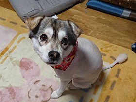 特技がいっぱい！ ドアだって開けられるよ　MIX犬「にな」　