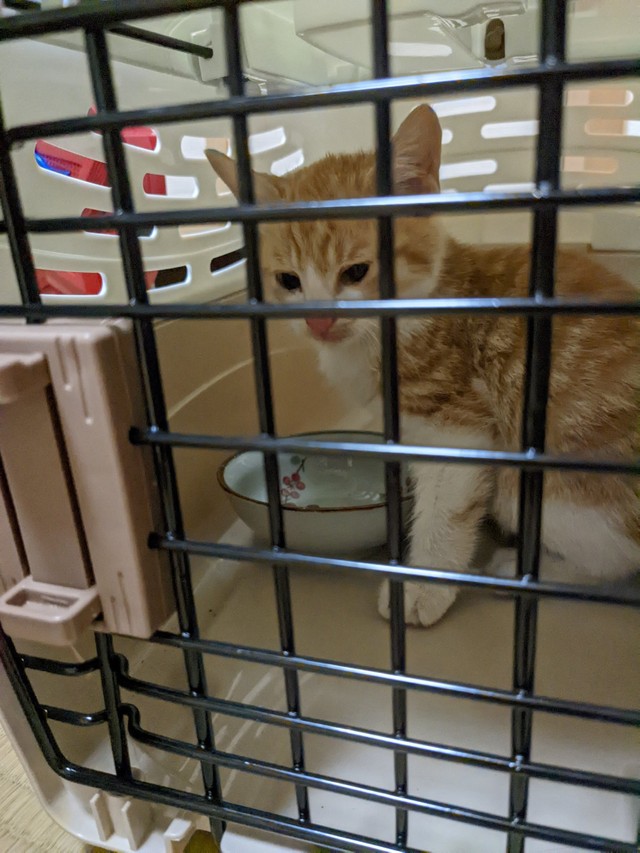 無事に保護された子猫（グミちゃんFamilyさん提供）