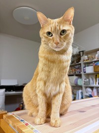 ブラッシングを終えて「夏仕様」のこいもちゃんになりました（画像提供：こいもちゃんさん）