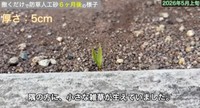 【5cm】目を凝らしてよく見てみると、隅の方に、小さな雑草が生えていました／しかちゃんねる【庭づくりDIY】さん（@しかちゃんねる-b4d）提供