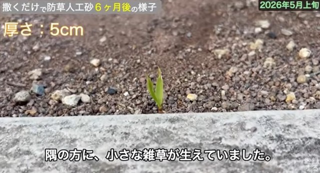 【5cm】目を凝らしてよく見てみると、隅の方に、小さな雑草が生えていました／しかちゃんねる【庭づくりDIY】さん（@しかちゃんねる-b4d）提供