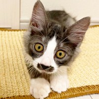 まん丸お目々とお鼻の模様がチャーミングなスイちゃん（画像提供：ソアラとスイさん）