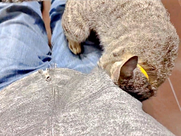 ポケットをホリホリするかえでちゃん（画像提供：琥みっちゃきぃ@保護猫さん）