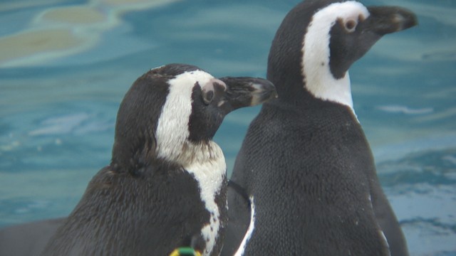 ケープペンギン　四国水族館