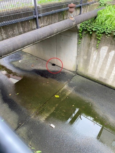 赤い丸で囲んだ部分にいるのが救出前のえみちゃん。狛江市役所では過去にも子猫やたぬきの子を救出したという。「元気でよかった」そう喜ぶ職員に、えみちゃんは思うかもしれない。「助けてくれてありがとう、いつか恩返しするね」（市に連絡した甲田さん提供）