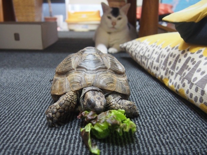 サニーレタスを食うなんて、ゴキゲンだな（提供写真）