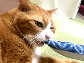 いただきまーす！　茶トラの「専務」さんまのおもちゃにガブッ　