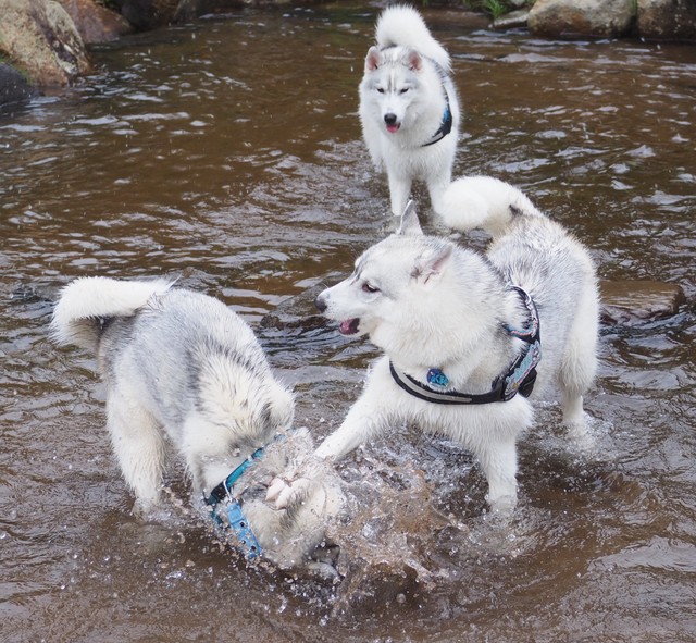 ああっ!!（画像提供：ふくまる＋ぶな＝さん）