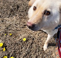 外にいることと散歩が大好きで、ときには名前を呼ばれても完無視することも