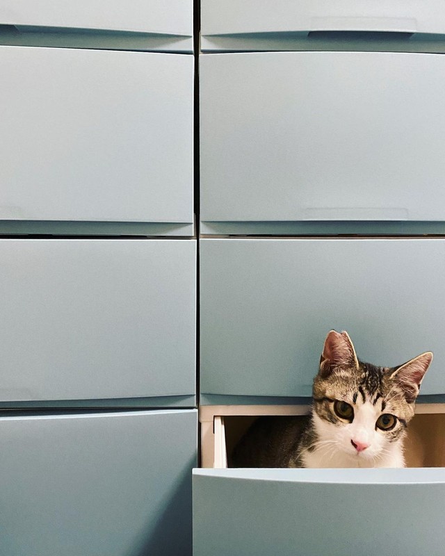 猫あるある、タンスの中でくつろぐ