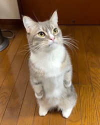 器用に2本足で立って何かを見つめるわらびくん（画像提供:しずわらひなたさん）