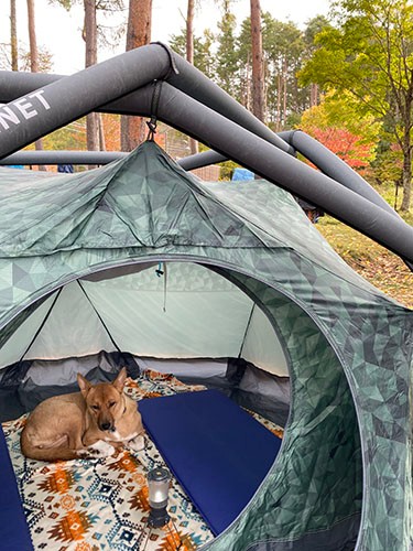 テントでまったりする福。案外お寝坊さんです