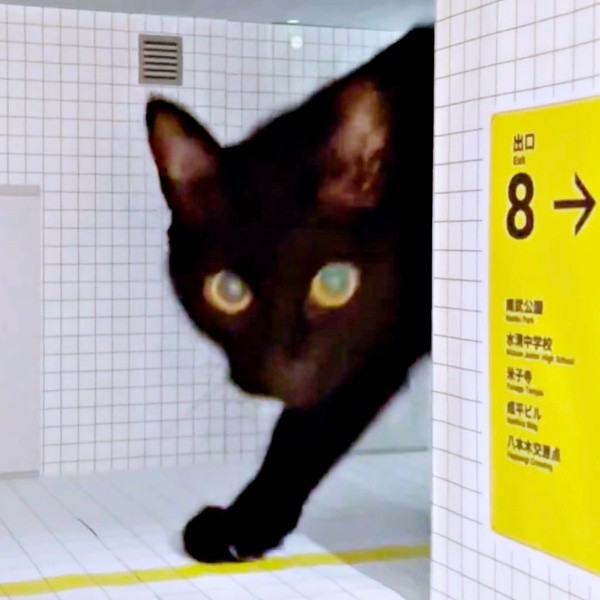 「8番出口」にさっそうと現れた黒猫・ノアールちゃん（画像提供：ティグノアさん）